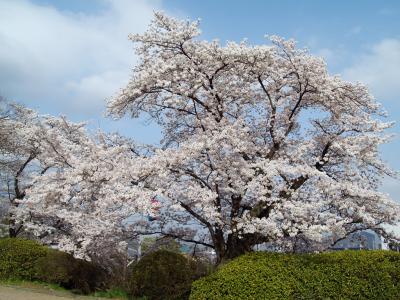 桜、菜の花（佐野・城山公園、秋山川）