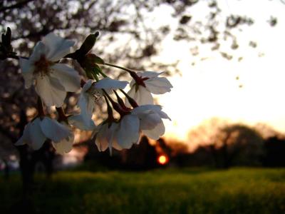 深谷市鹿島古墳群の一面の菜の花２（桜が咲いた！！）