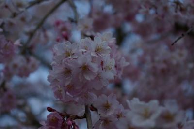 飯田の桜めぐり　1日目