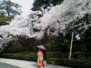 ☆兼六園・金沢城公園桜旅☆