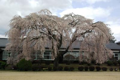 再び飯田の桜