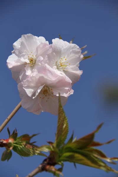 滋賀　①八幡公園の桜