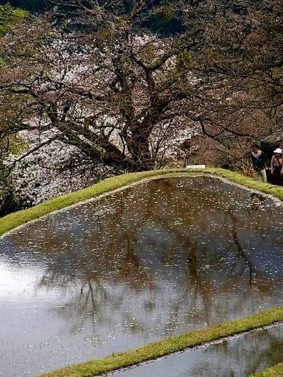 美杉の桜