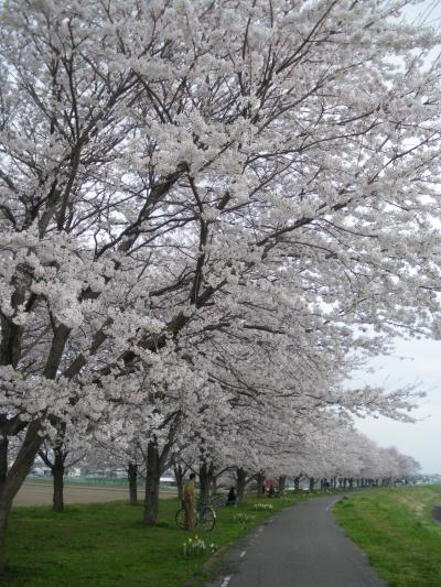 宇都宮市石井桜づつみ