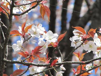 光のどけき春の日の森林公園（1）静心なく花の散る前@