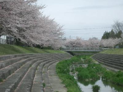 猿投井上公園でお花見