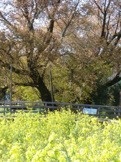 ほっこり熊本【03】阿蘇の雄大な風景は心のふるさと