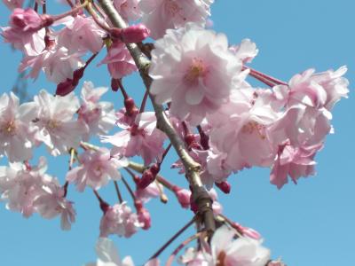 熱海 春 温泉&桜とチューリップの旅 2010.4