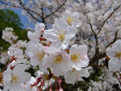 桜の西伊豆地区(2010.4.10)