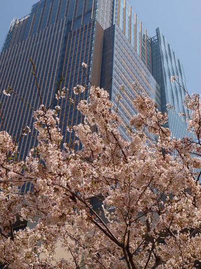 桜の東京ミッドタウン