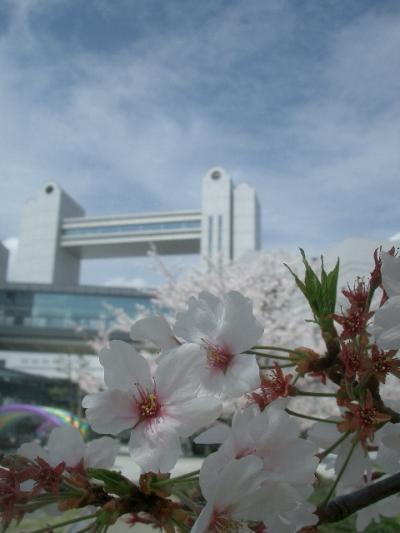 白鳥公園でお花見しました