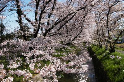 近隣のサクラ（虚空蔵谷川・枚方カントリー・他）