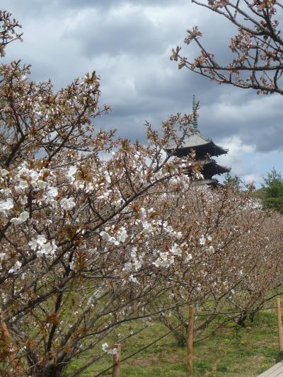 2010年桜だより◆世界遺産・仁和寺の御室桜（京都市右京区）