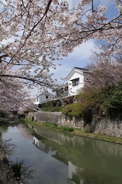 2010・04　近江へ桜を見に行こう