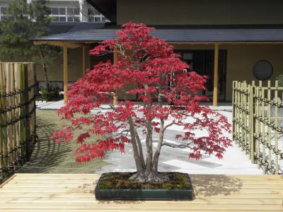 ちゃりんこの、ちゃりんこによる、ちゃりんこのための・・・ (カメラ修行・盆栽美術館編)