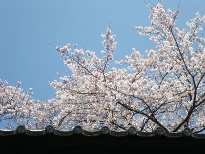 さいたまの桜堤と伊香保の桜2010