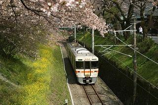 山北の桜と電車