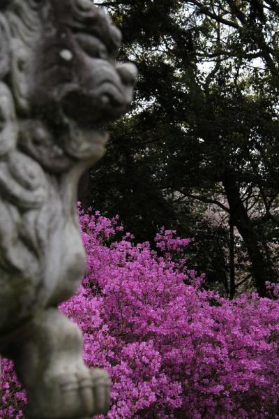 2010・04　稲生神社 紫つつじ祭りに行こう