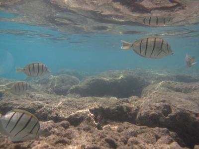 ハナウマ湾でシュノーケリング