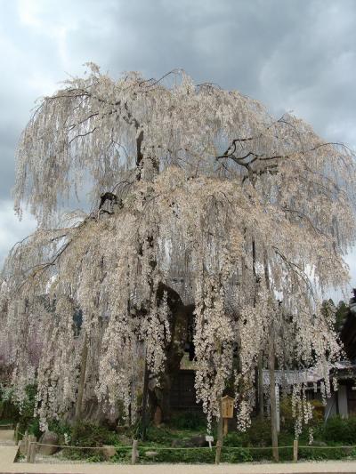 宇陀の三名桜！大野寺　小糸桜