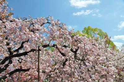 今年も行きました、造幣局・桜の通り抜け