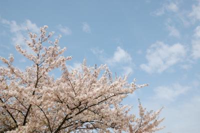 桜の上の雲