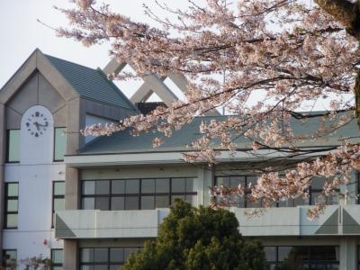 宇都宮工学部周辺の桜２０１０．４．１４桜吹雪
