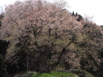 【石見路001】桜の里“美都”へ、一本の名木を探して（金谷城山桜）