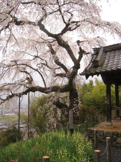 ２０１０年京都・奈良桜巡り（地蔵禅院・大和郡山城跡）