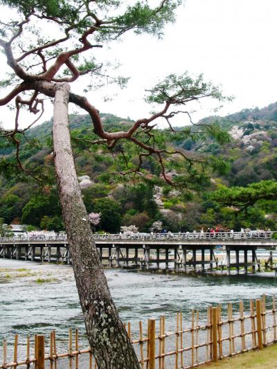 京都-01　嵐山の桜満開*渡月橋・中之島公園　☆嵯峨料理の昼食も