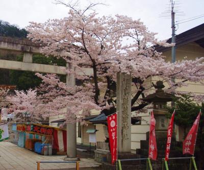ちゃむたのふくしま桜便り♪～満開の信夫山公園