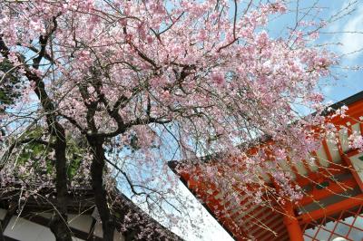 「　春の高尾山　から　小仏城山へ　」（さくら訪ねて）