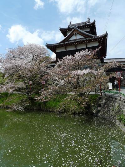 郡山城跡の御殿桜！