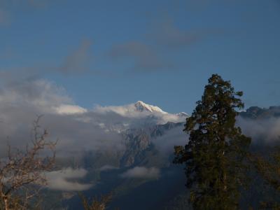 (4)　Fox Glacier Track を歩く 　-  Westland National Park, NZ