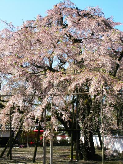 京都-12　醍醐寺*しだれ桜は豪勢に　☆境内は最高の花盛り