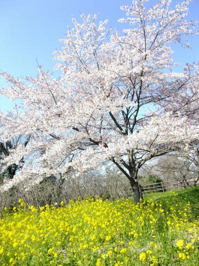 まだ桜の桃色と菜の花の黄色が楽しめる場所