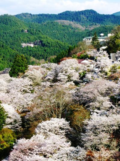 吉野山-5　下千本も桜満開が続いて　☆自由散策200分;16：30出発