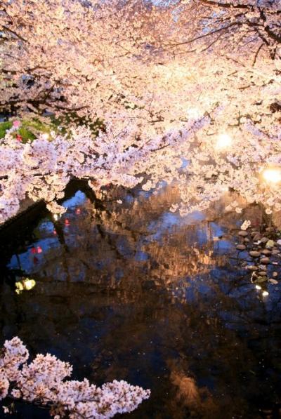 小さな旅●愛知岩倉市・五条川の夜桜ライトアップ