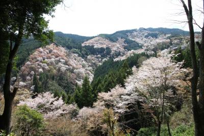 世界遺産　吉野山　桜満開　満喫の旅