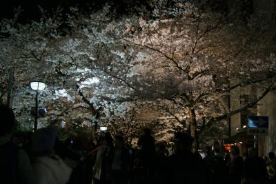 京都で桜三昧のオフ会