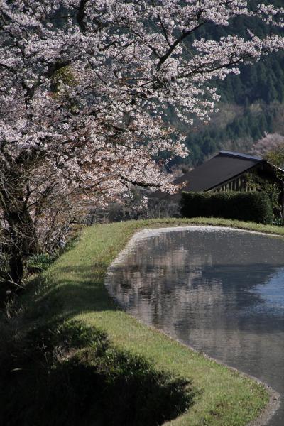 三重　三多気の桜