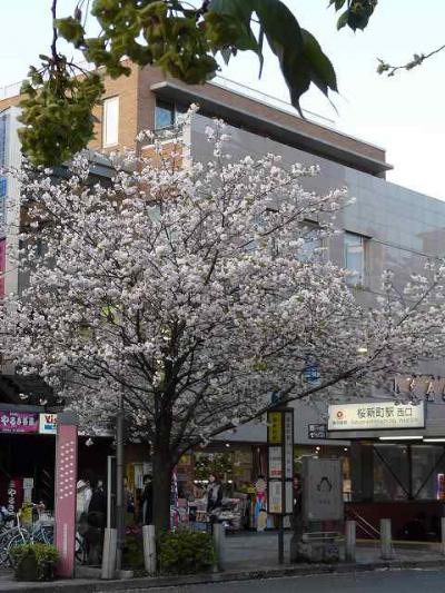 桜新町の里桜の並木はすごい