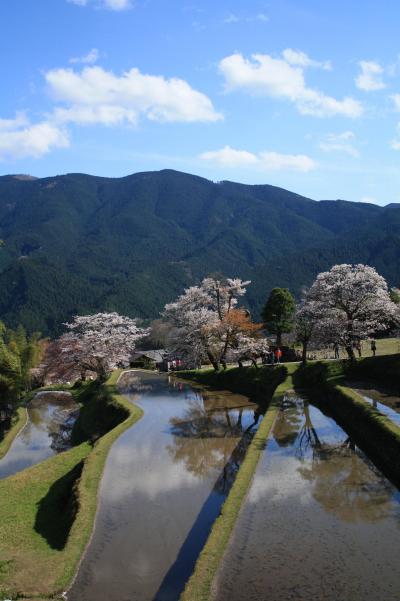 ２０１０年　桜の頃に・・・【三多気のさくら】