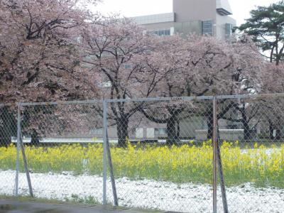 宇都宮大学工学部周辺の桜２０１０．４．１７桜と雪景色
