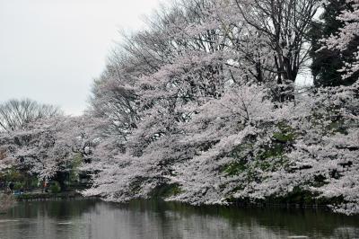 妙蓮寺 菊名池公園