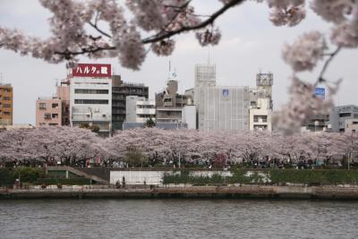 墨田公園の桜