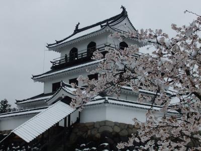 白石城雪桜