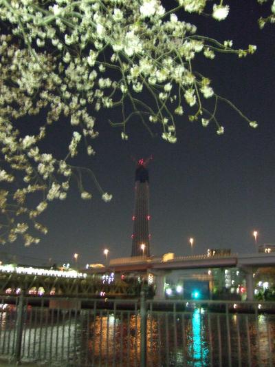 スカイツリーと夜桜散歩。　/　浅草