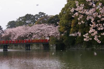 2010 桜日記 第８弾 桜＆小田原城＆新幹線