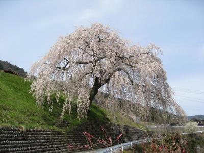 飛騨高山とシダレ桜